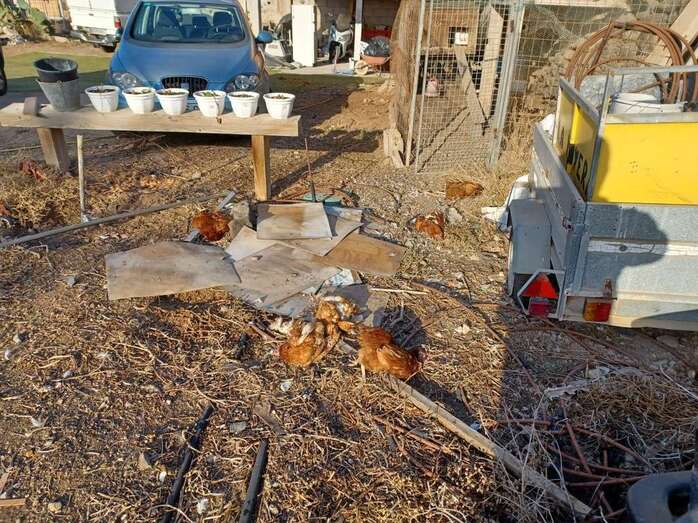 Un vecino de Caserones denuncia que dos perros le han matado a seis gallinas / TA